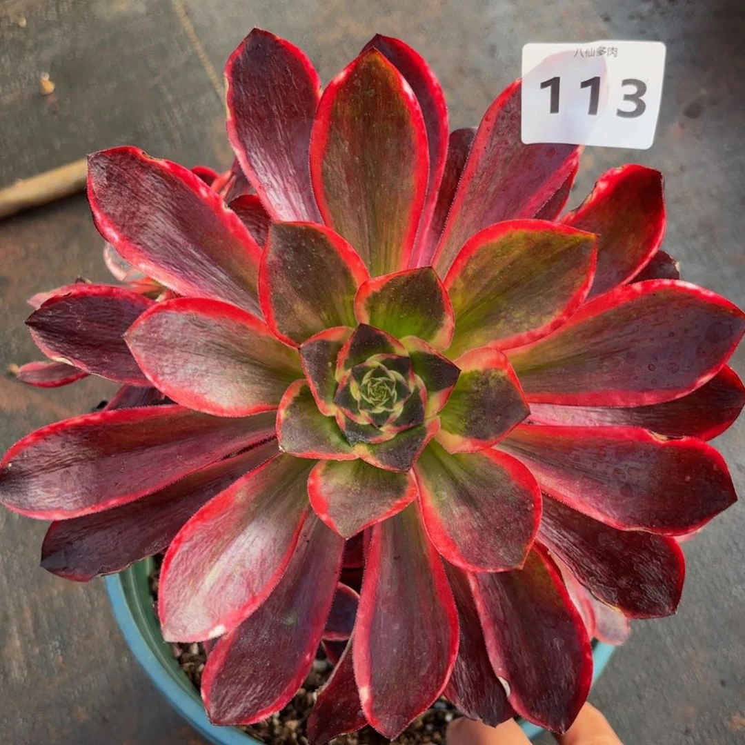113多肉植物红魔女