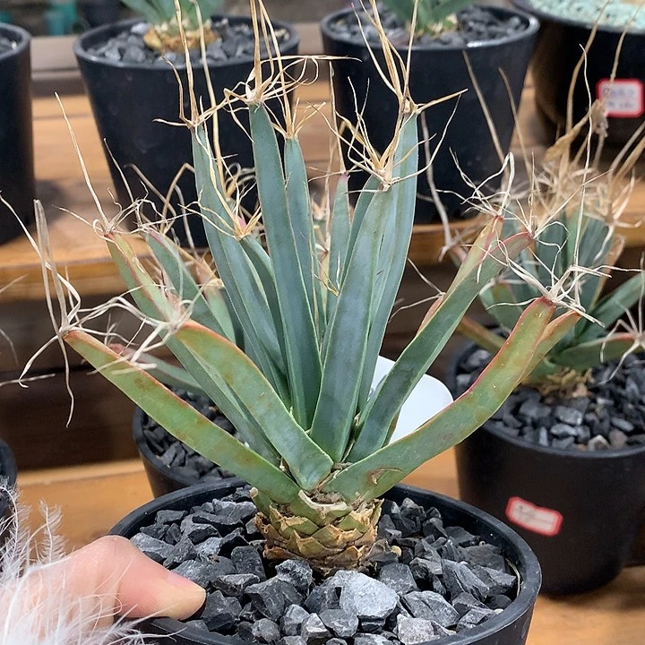 341光山哈哈哈哈哈哈哈