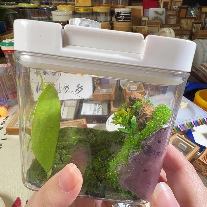 冠脉一只加中号生态盒