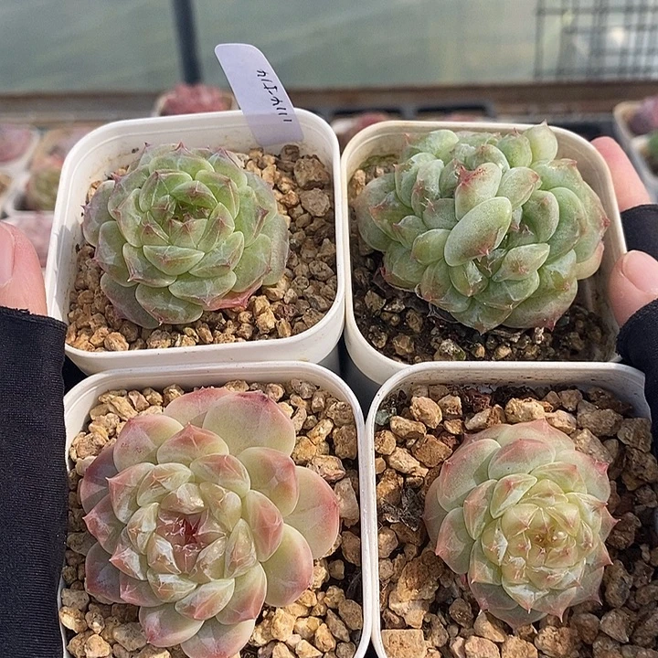 1114-514，冰魄4个组合