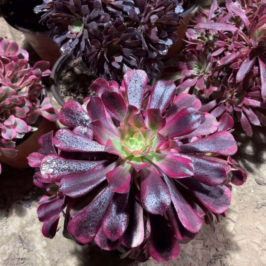 美杜莎手捧9.9多肉植物