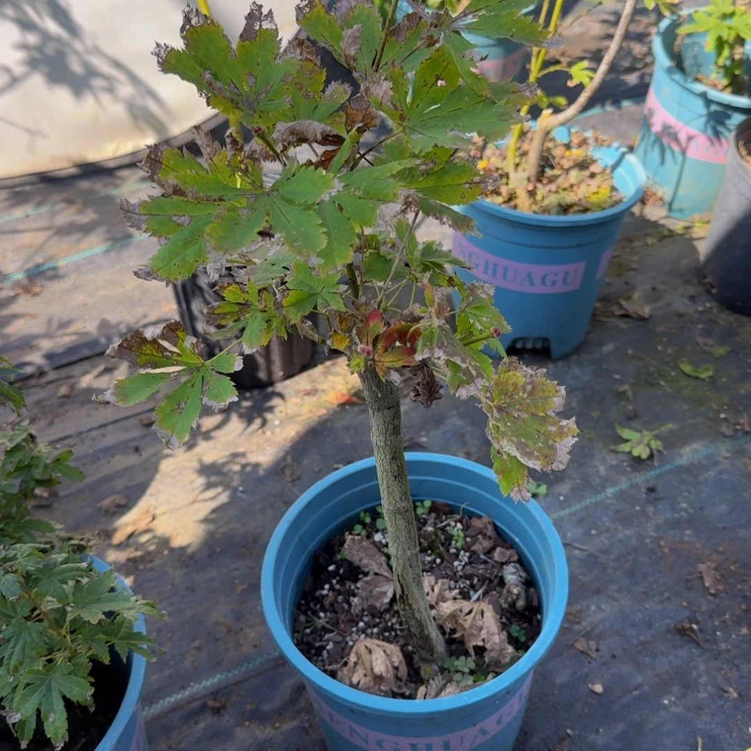 无花朵各种各样的品种
