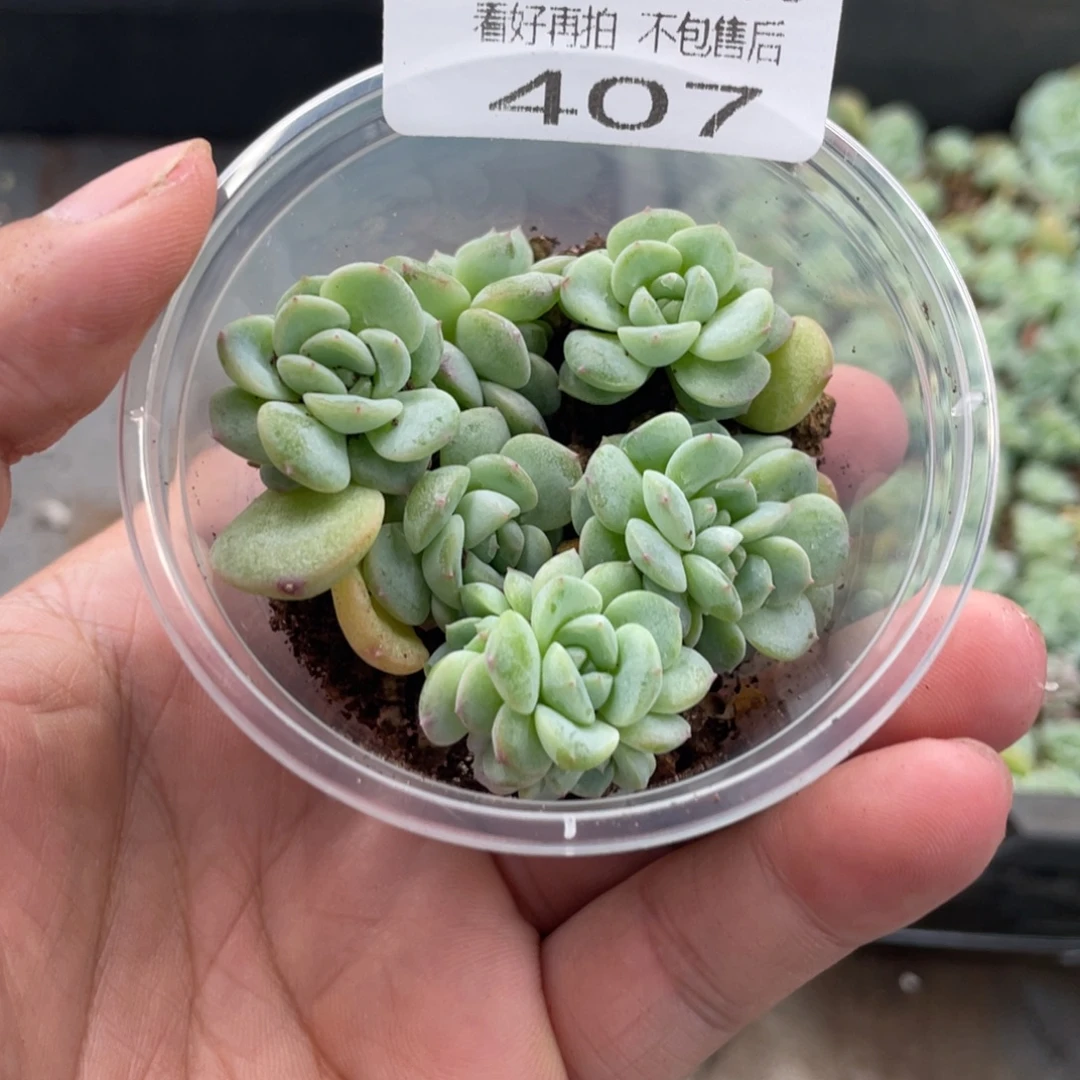 云糖心多肉植物407