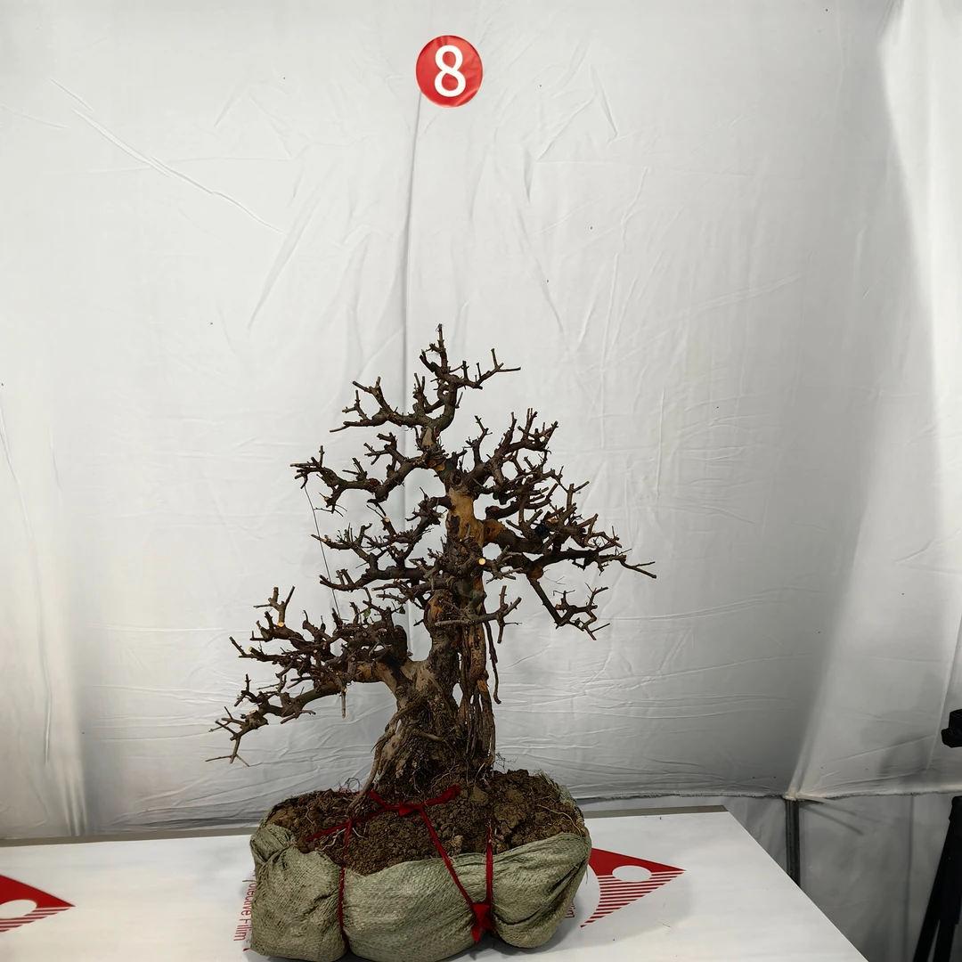 雀梅盆景（高邮费地区不包邮）