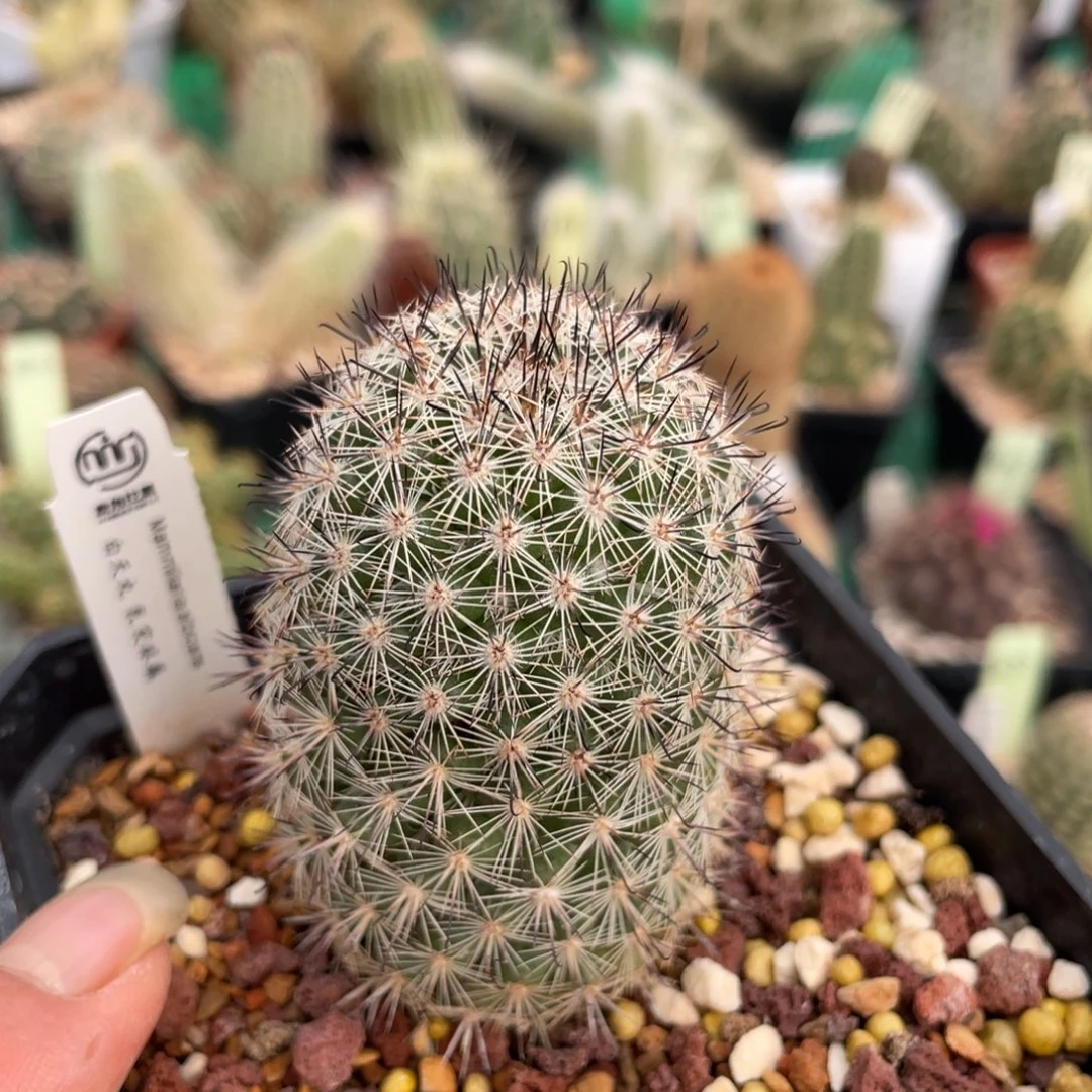 鹿角柱实生仙人球白天丸