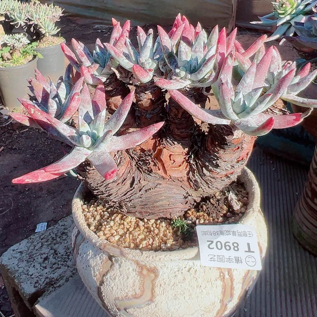 8902海瑟雪山仙女杯