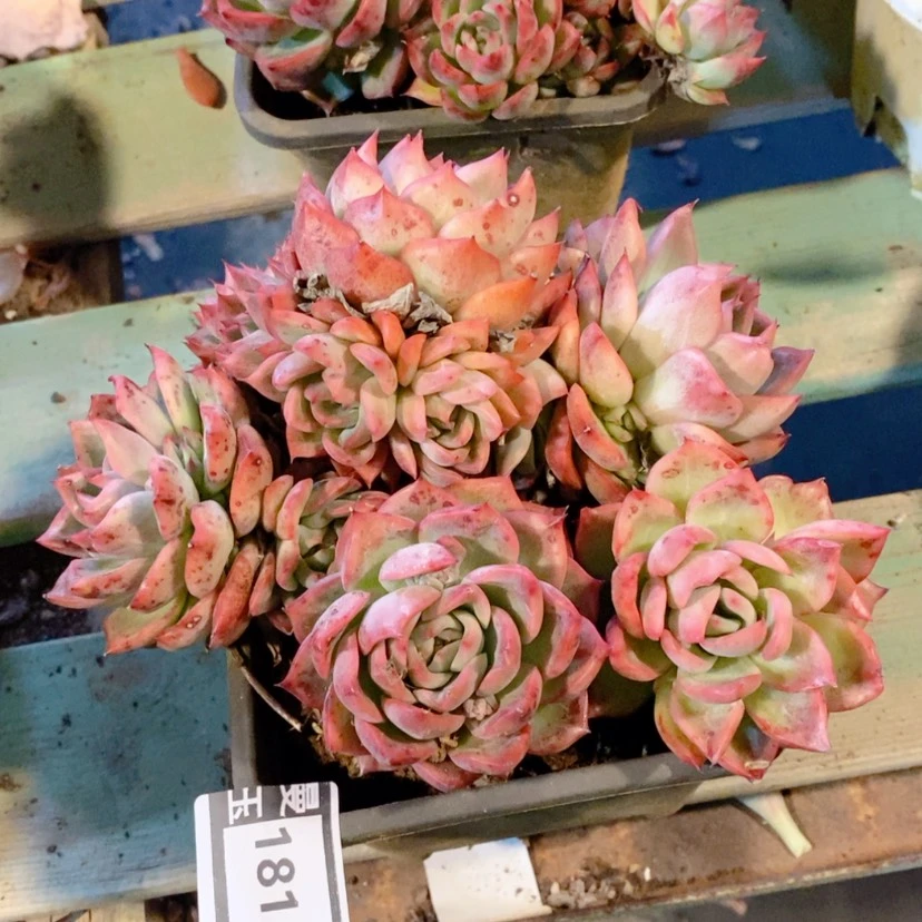 【闪购商品】福洛瑞安娜18123