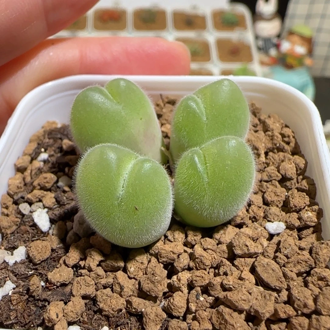 肉锥多肉植物组合-长毛翠滴1174