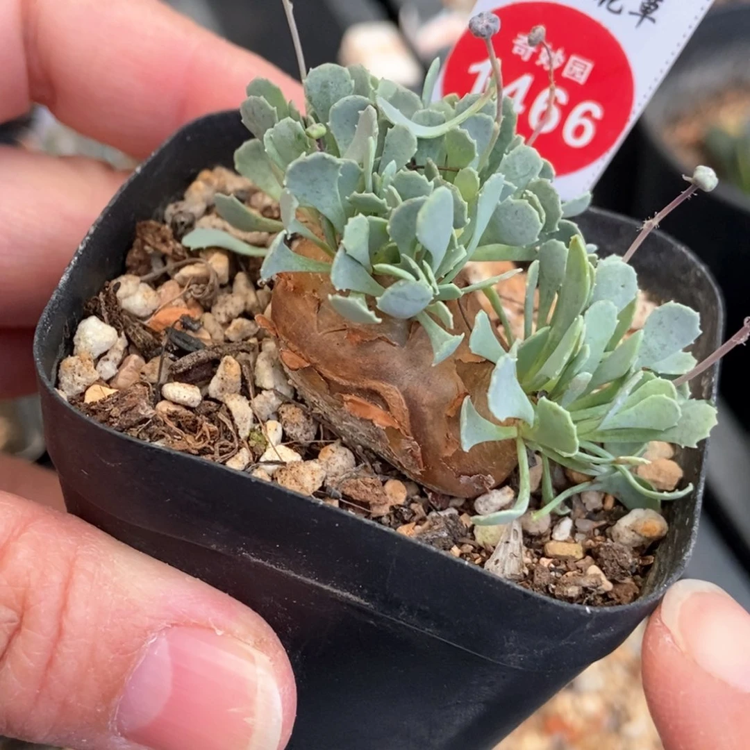 格加厚敦菊一颗仙人球3.1cm