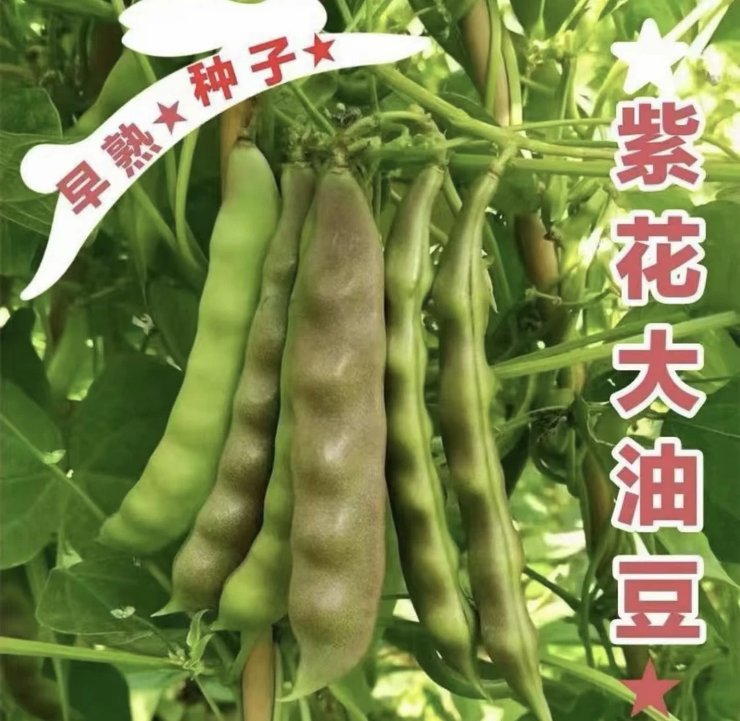 紫花大油豆角种子宽油豆角种子开锅烂无筋无柴