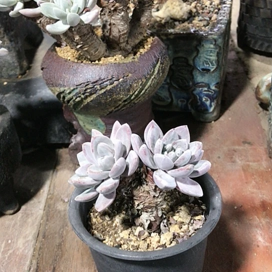 韩货苹果叶仙女棒杯