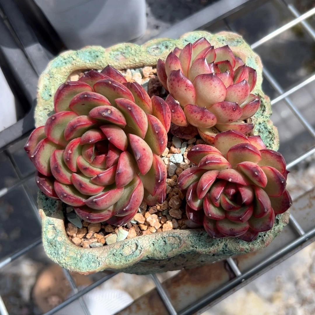 宝丽安娜（满38包邮）多肉