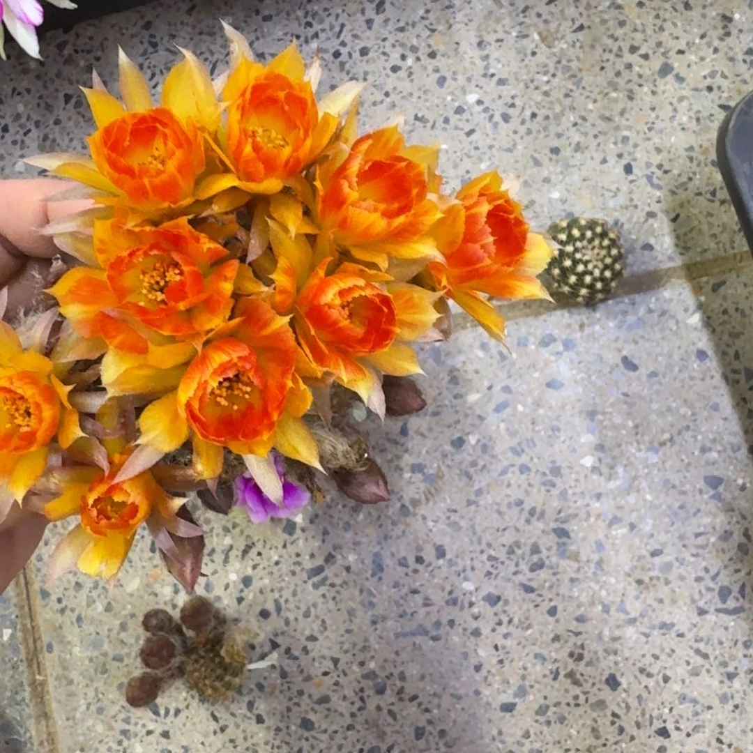 326丽花木3歪无根侧牙3公分左右，20包邮