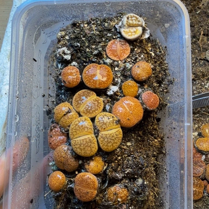 瘦***肉多肉葡萄的味道真的J