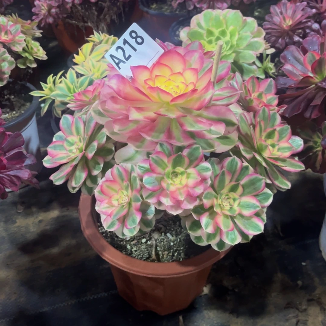 多肉植物倾城218多肉