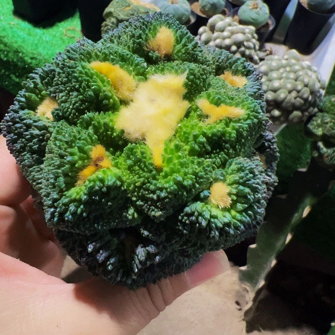 袁***伟无花朵细尤哥斯拉牡丹438