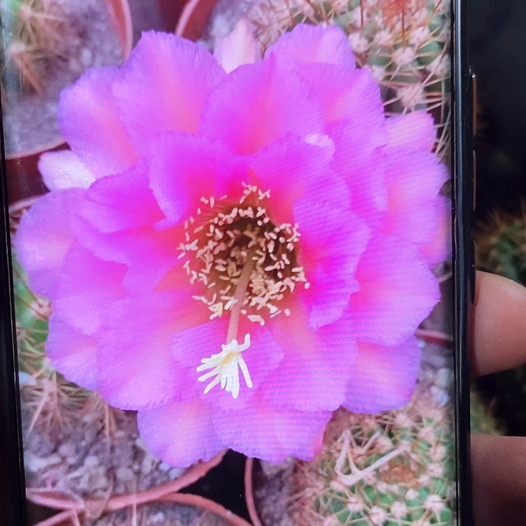 毛 音符 /侧芽歪20包邮/5公分