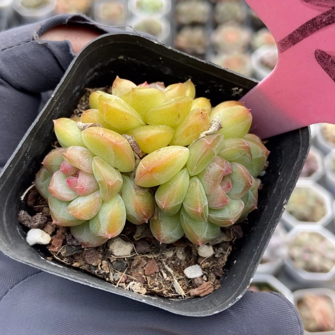 929琴心多肉植物多肉