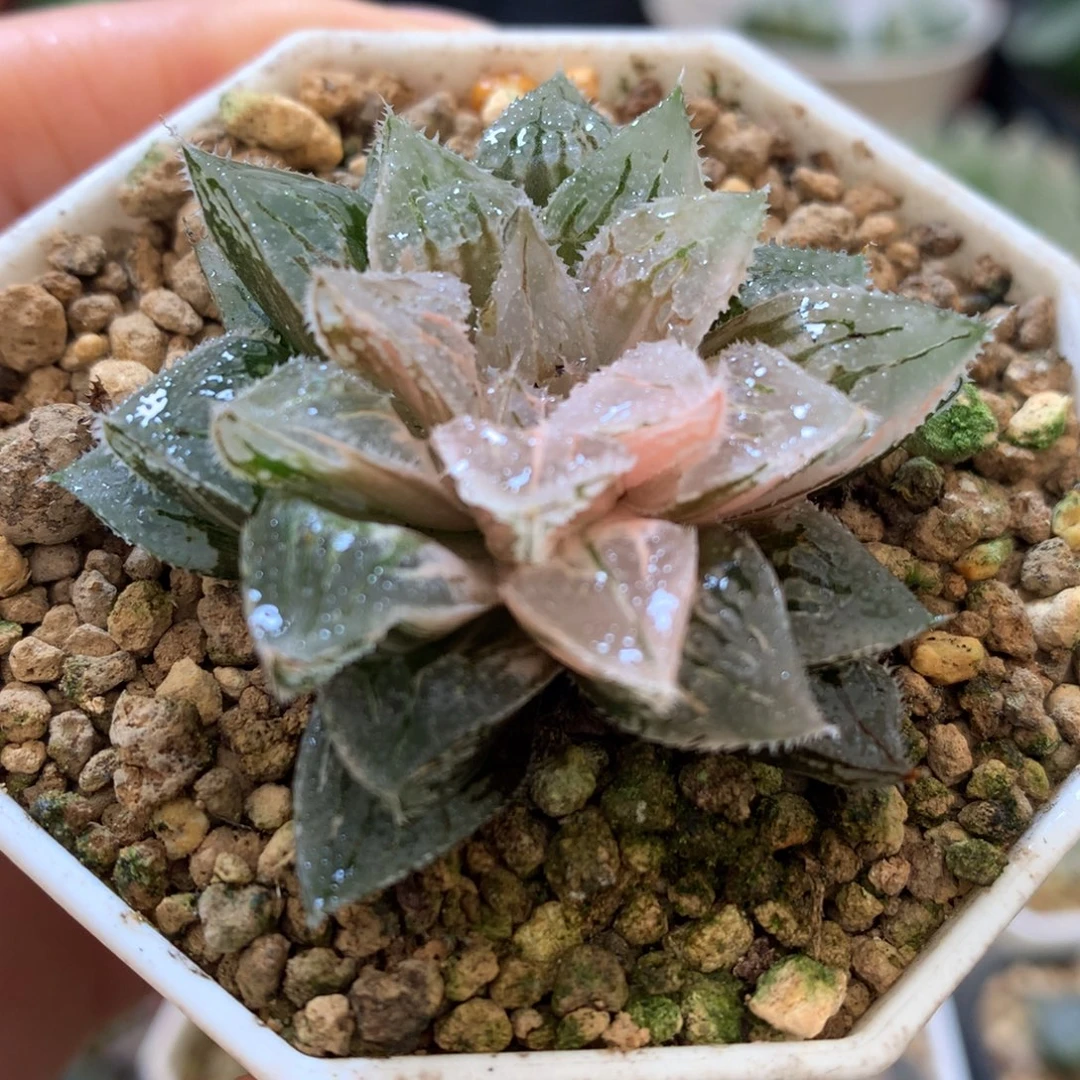 冰沙糖寿锦，带盆一起