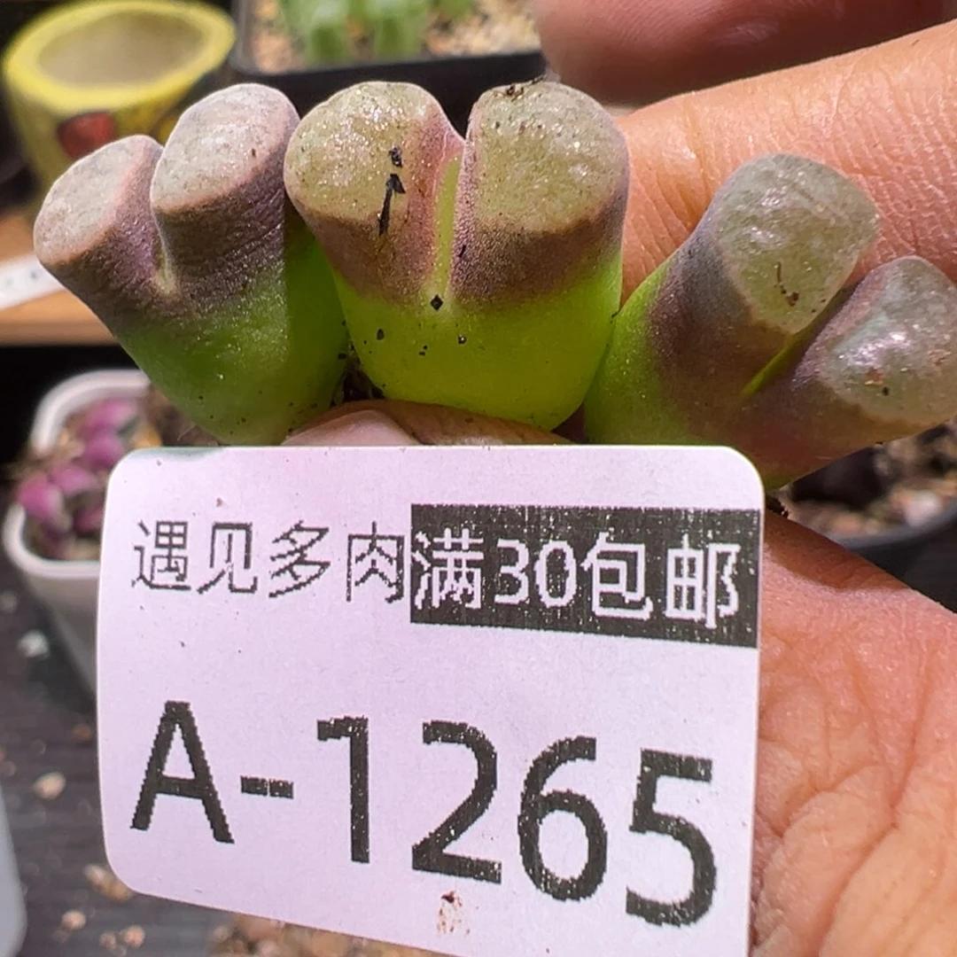 多肉植物1111111111111