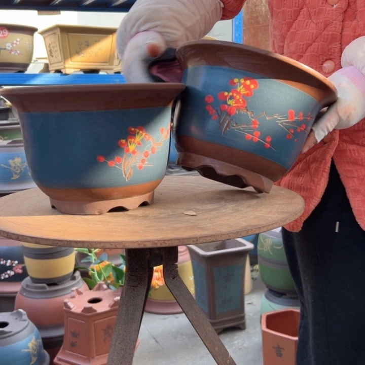 25+25蓝点菜平角金钟花盆花盆