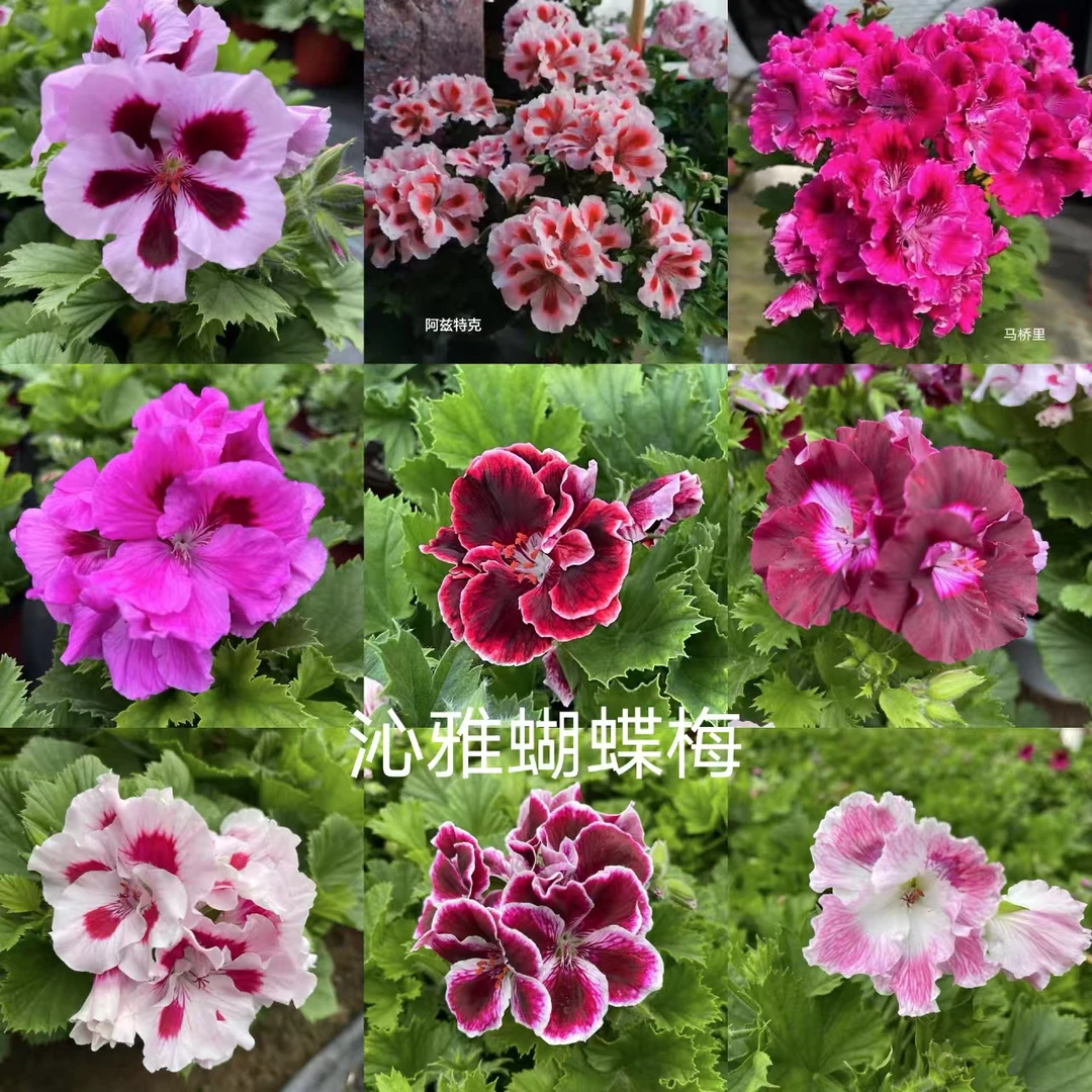 【蝴蝶梅】大花天竺葵蝴蝶梅新品宜爆花植物多年生植物