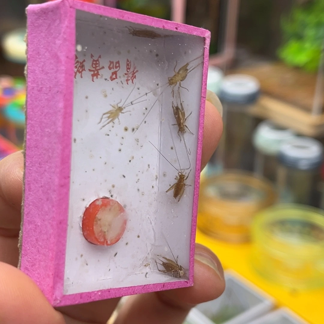 小黄铃哈哈哈哈哈