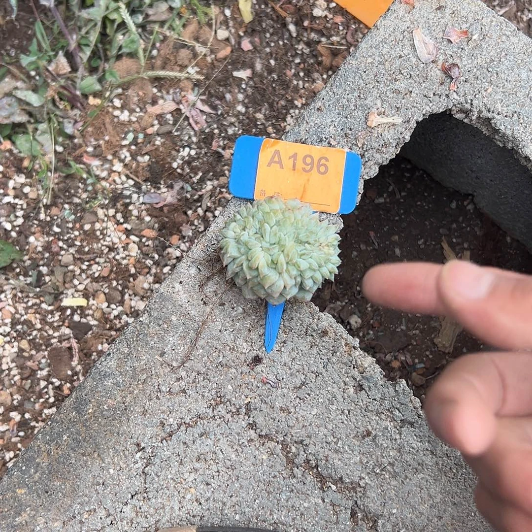 Z***J多肉植物一物一拍