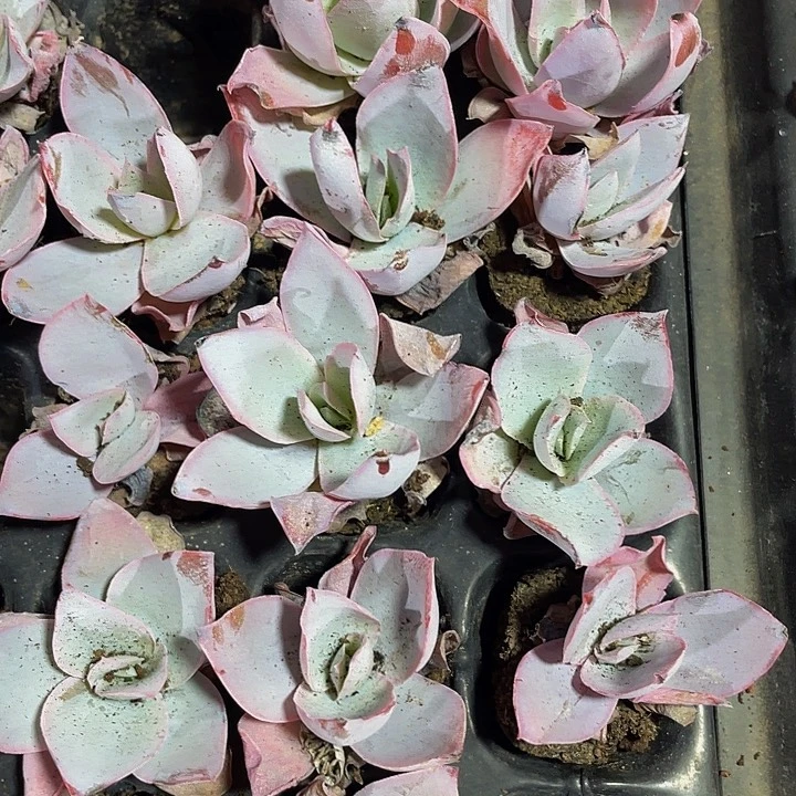 小广寒宫1元带土发