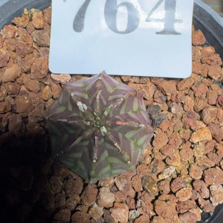 特价法丽达一物一拍不售后多肉