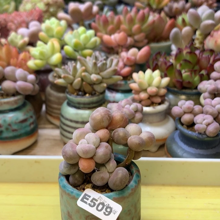 E509一物一拍带盆发