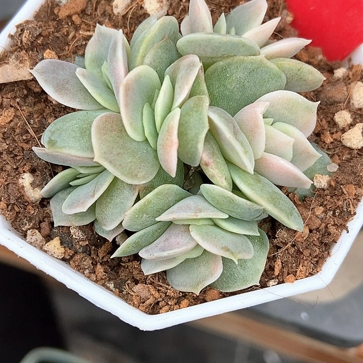 多肉植物五头蓝色惊喜锦1742