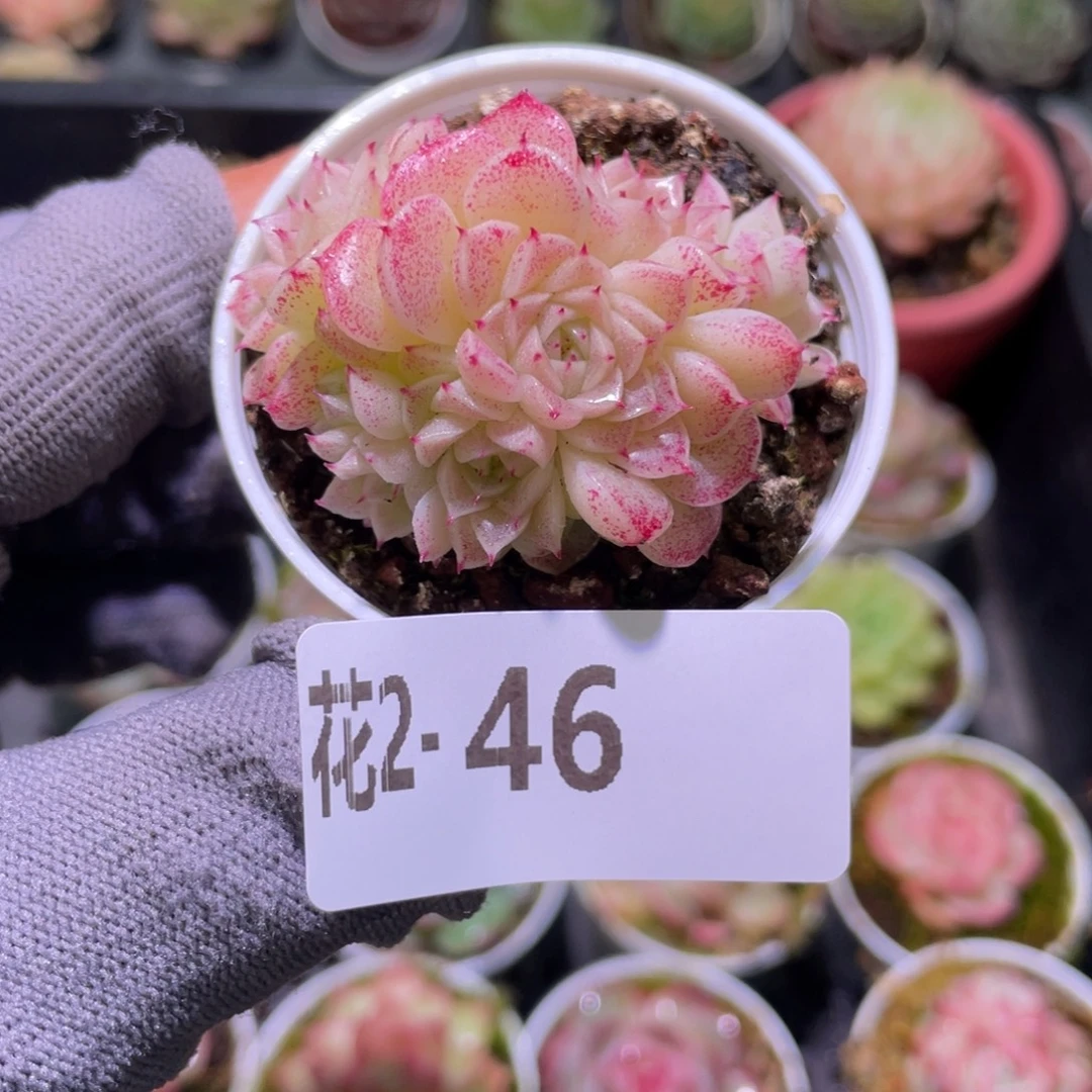 花利美  2-46麦秆群