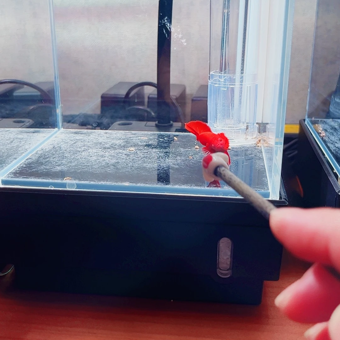 我***啊斗鱼宙斯斗鱼竞拍11-05