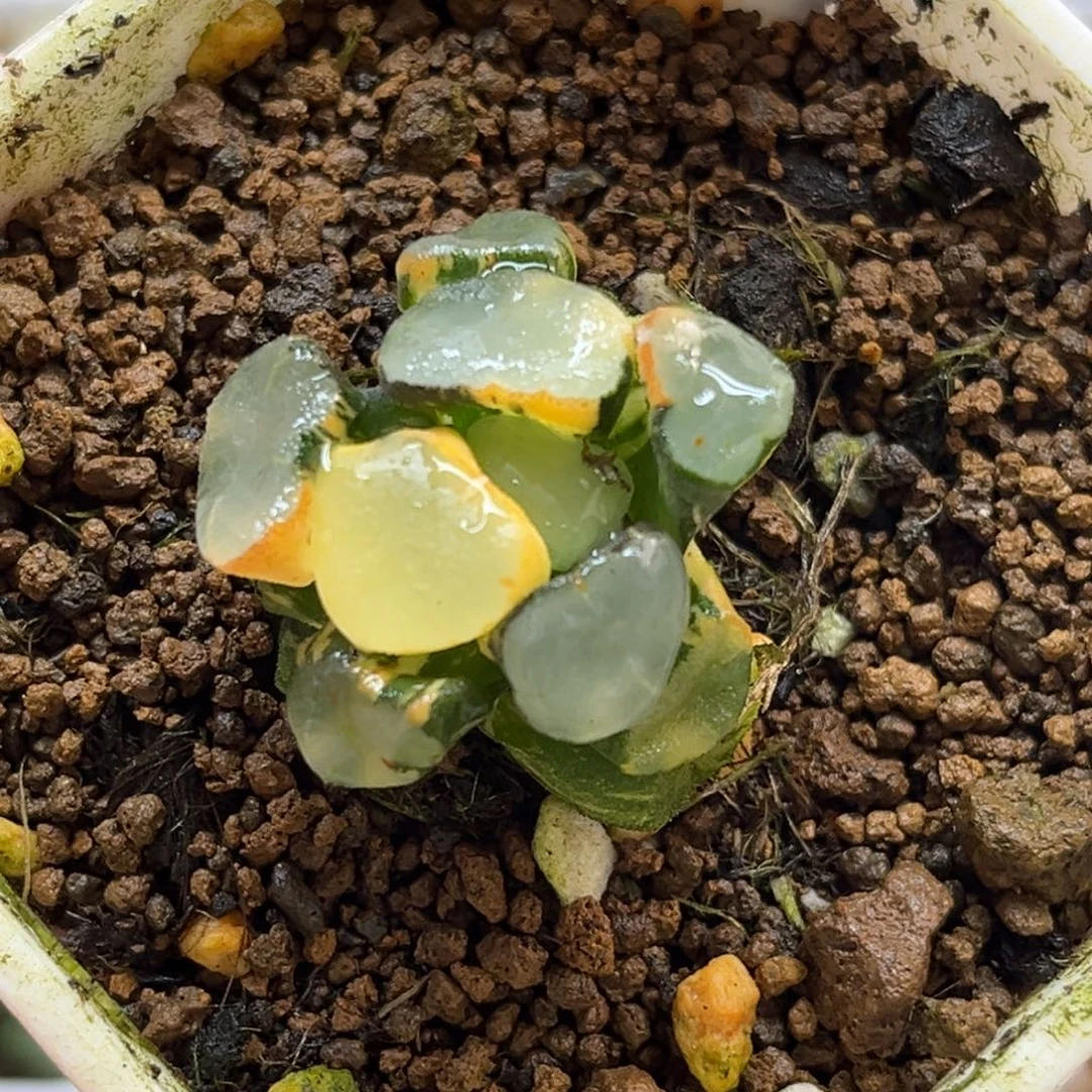 22空门万象锦福利专场