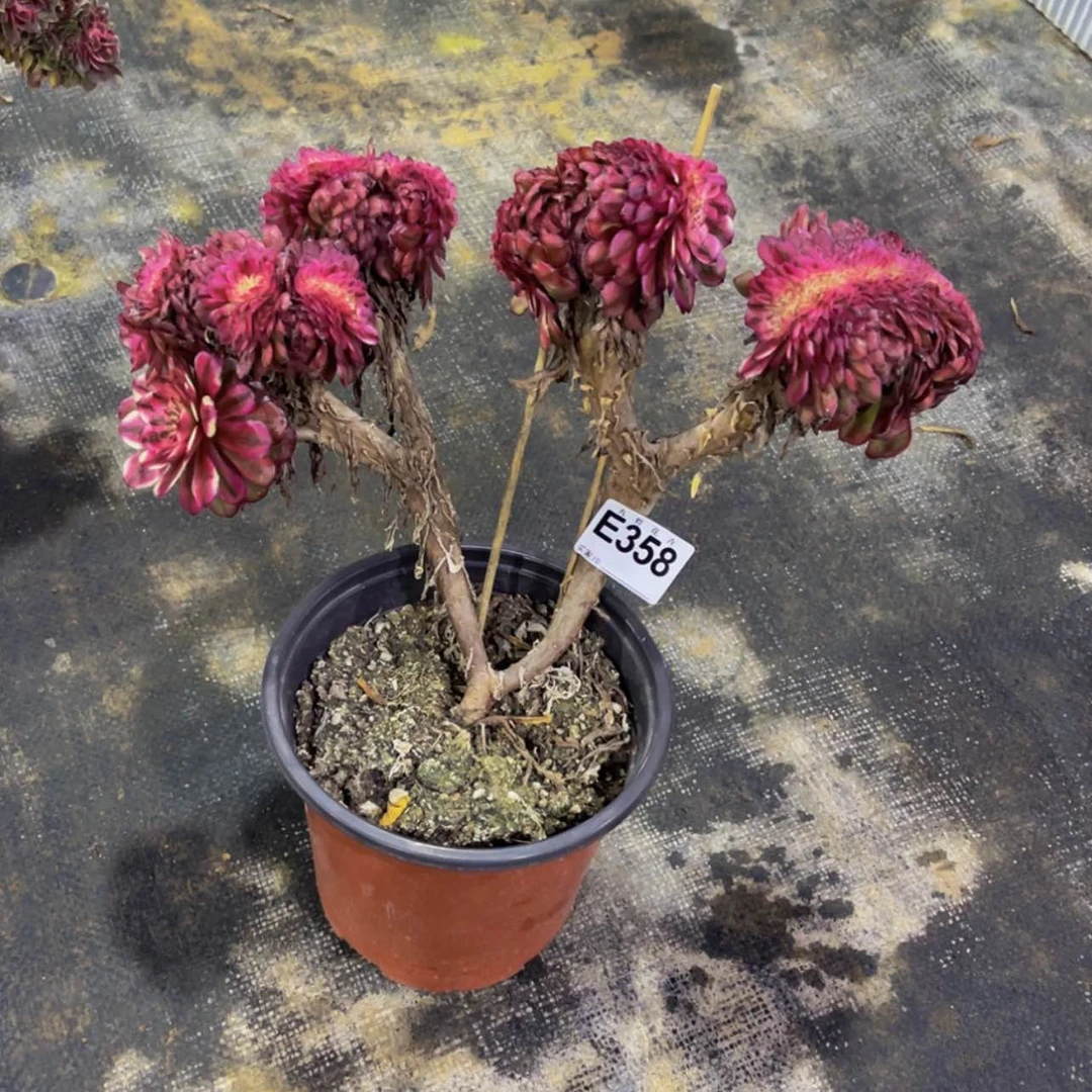 【闪购商品】35800