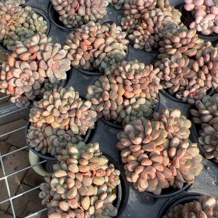 新疆包邮 葡萄群