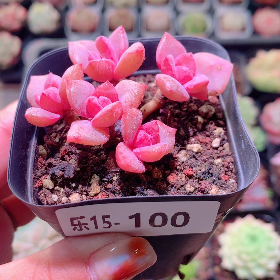 乐然15-100 彩虹糖群