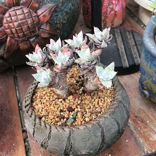 韩货诺马苹果叶仙女棒