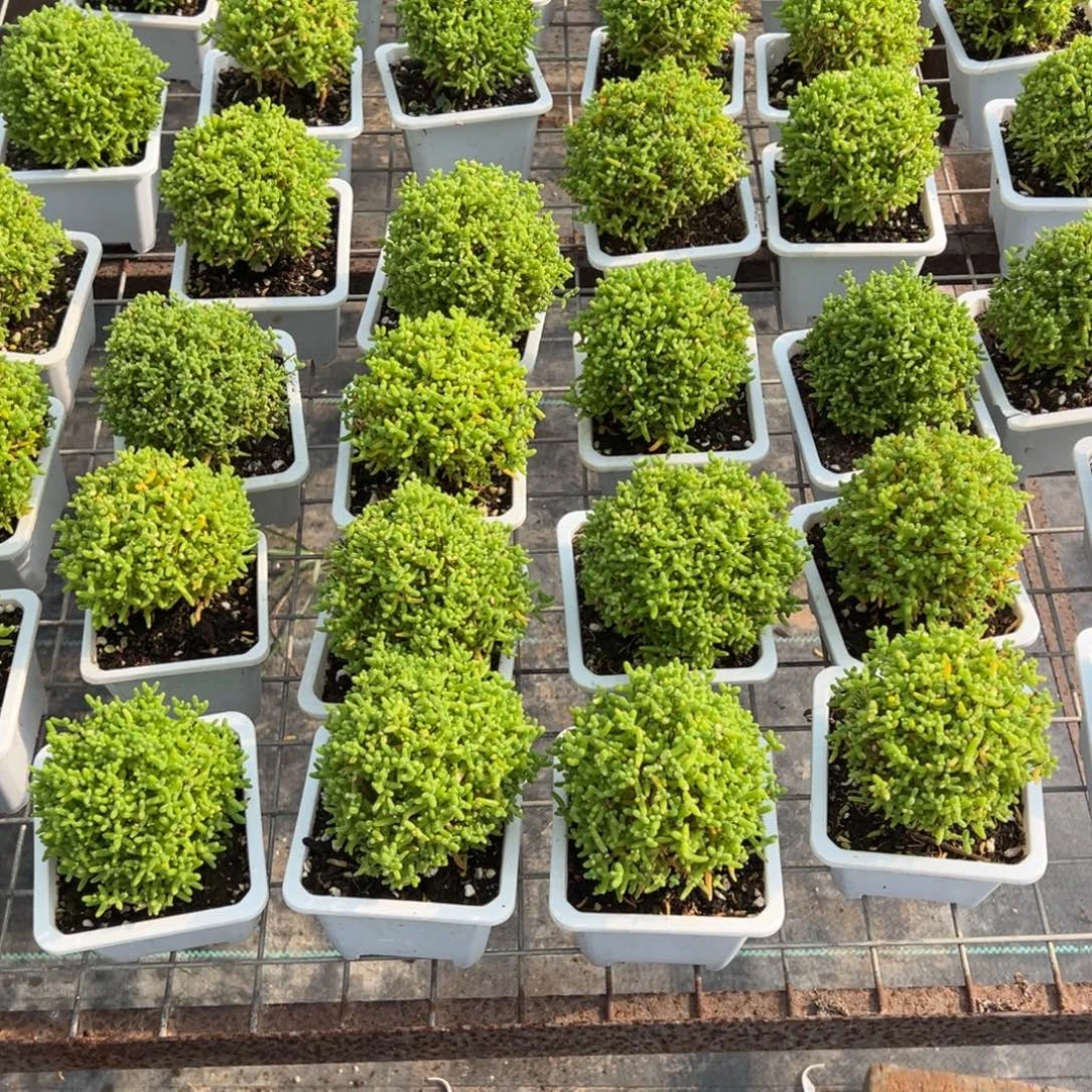 果***，蜜橘糖球40颗一物一拍