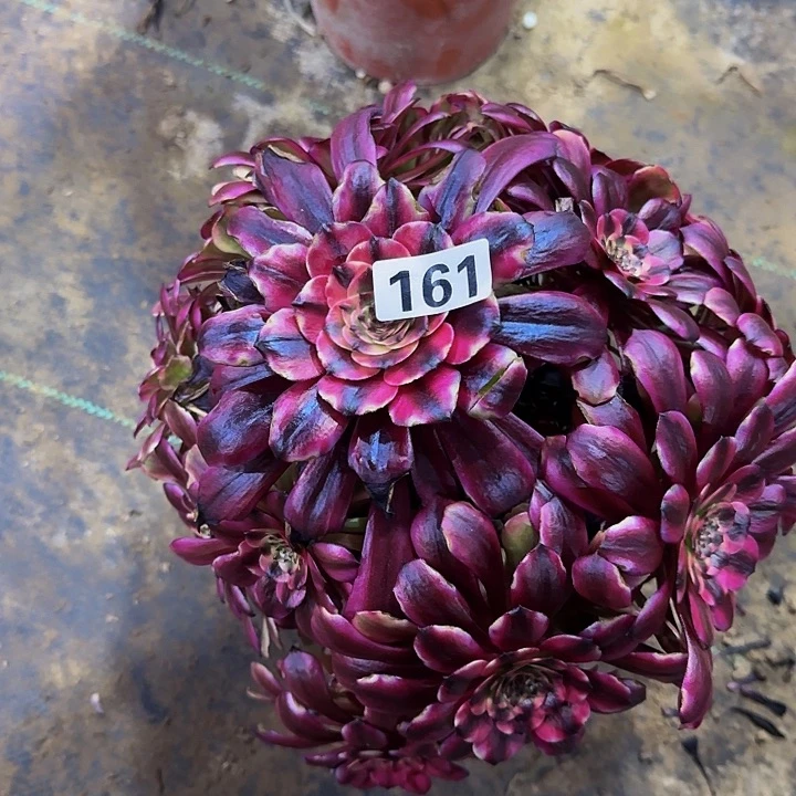 杨**依162美姬多肉法师