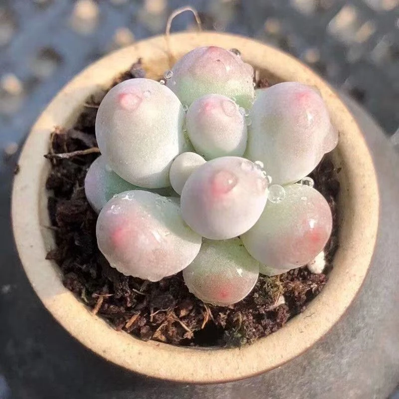 【凑满10元包邮发货】汤圆穴盘3-5cm多肉植物 不含盆
