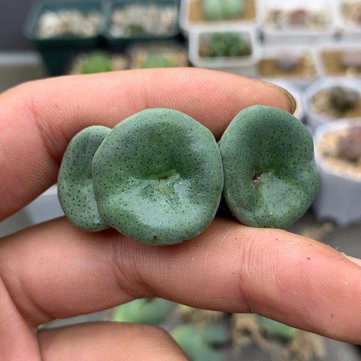 精品多肉植物3头酒杯