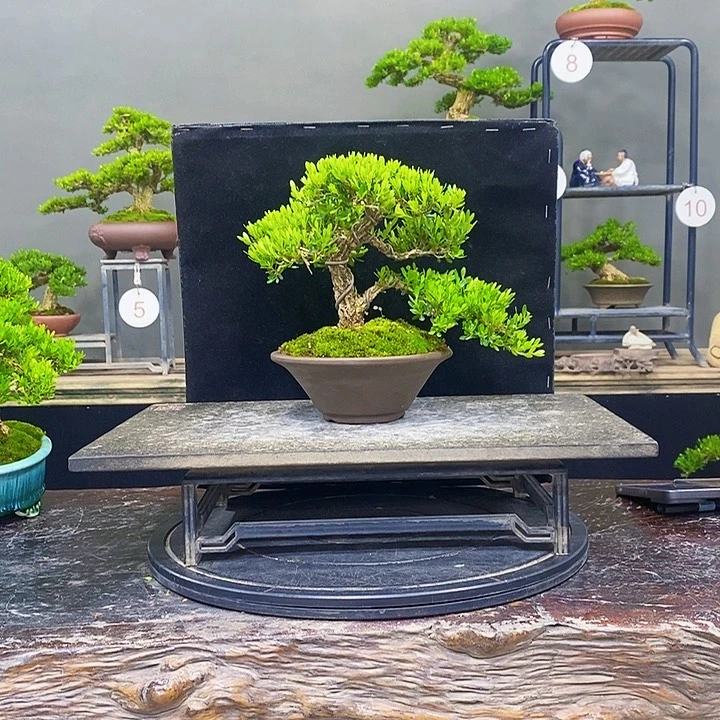 无花朵黄杨盆景四季常青不落叶
