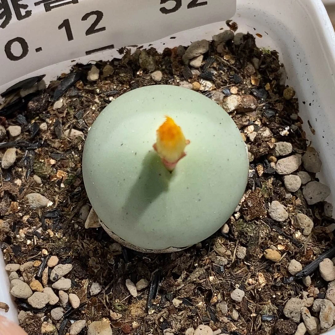 1012-52-鸽子蛋福利。