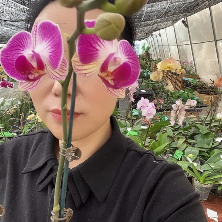 无花朵天堂鸟蝴蝶兰