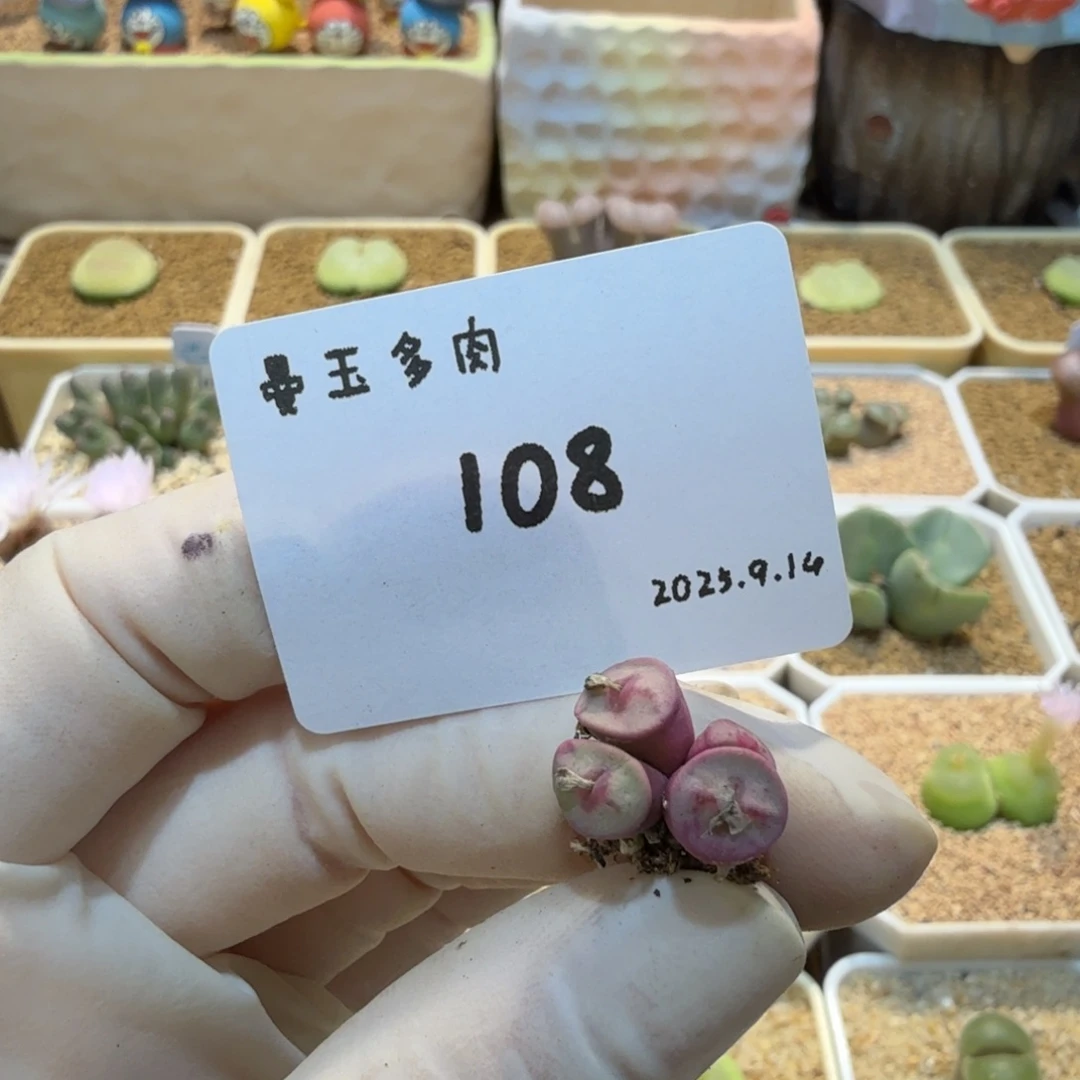 一***晴多肉多肉多肉9.14-108 十字纽扣