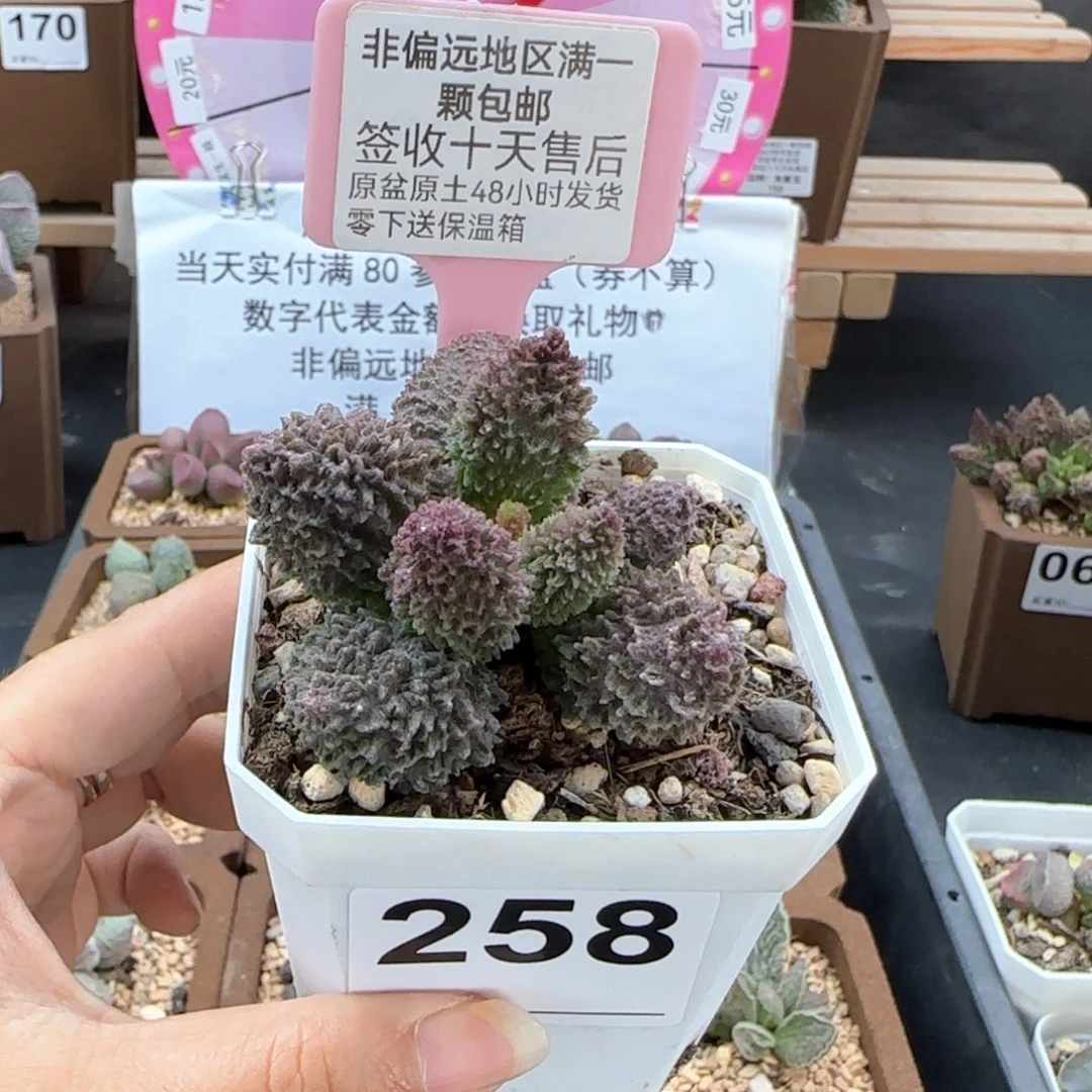 百****⁸258朱紫玉多肉植物
