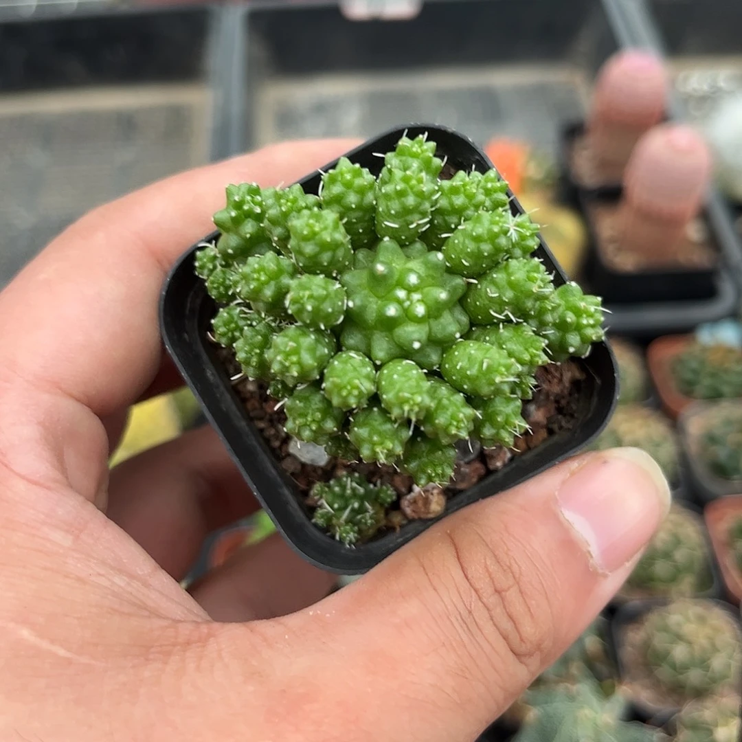 绿鸟单头发货有根