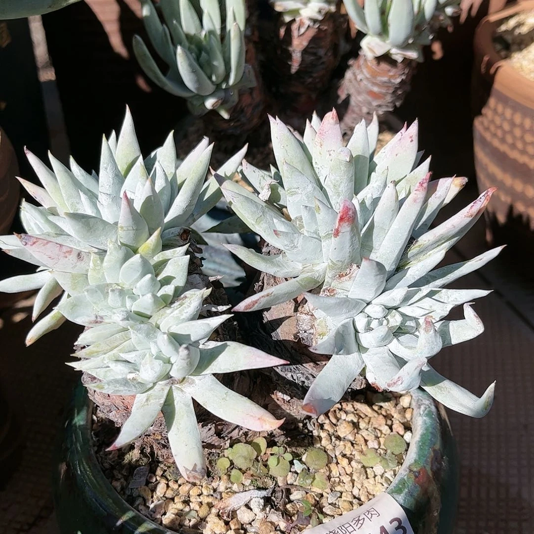 8743阿金米仙女杯多肉